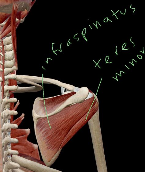 Infraspinatus — Blog — Victory Performance And Physical Therapy