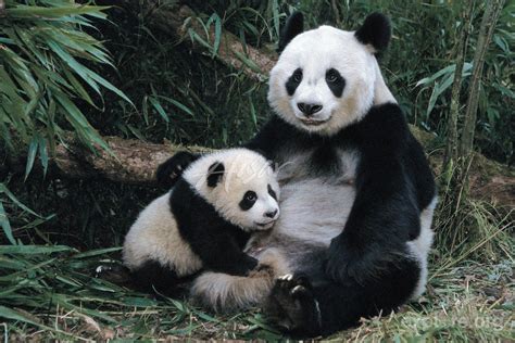 Panda Pictures Giant Panda Mom And Cub In A Bamboo Forest Wolong