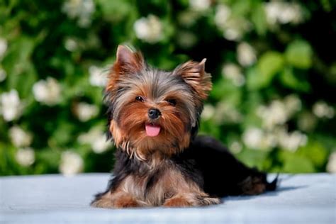 50 Mejores Razas De Perros Pequeños ¡con Fotos