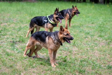 Why Are German Shepherds Used As Police Dogs · German Shepherd 101