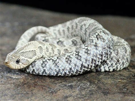 15 years is average for a hognose snake in captivity, but it is not uncommon for them to reach 18 years with appropriate care. Hognose Snake Pet Care - Animal Friends