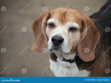 Senior Beagle Dog Head Shot With Sleepy Eyes Looking Up Stock Image