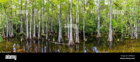 Cypress Trees On Wetland Sweetwater Slough Big Cypress National