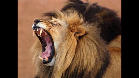 Lion Roar Hd Sound Effect Rugido De Leon Efecto De Sonido Hd Youtube