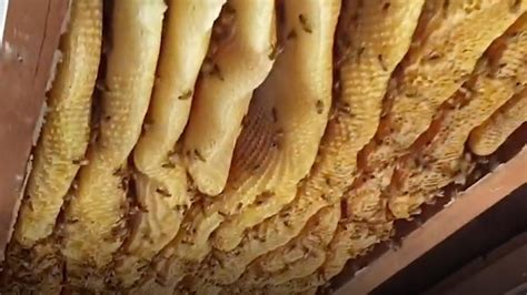 Massive Beehive Found Inside House In Australia The Weather Channel