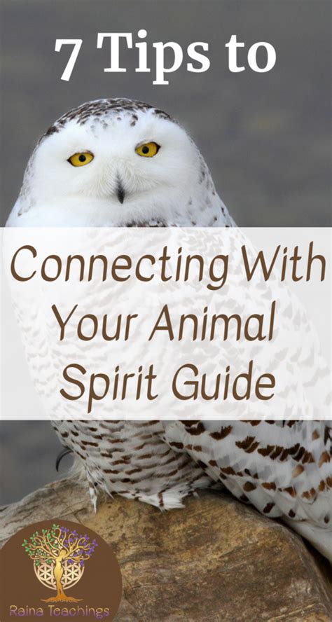 Animal Spirit Guides Raina Teachings Find Your Spirit Animal Spirit