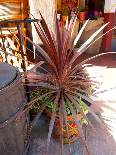 The 1935 (old) cactus garden at san diego balboa park features massive cactus and succulent plants. Container gardening - succulents; Old Town San Diego nhttp ...