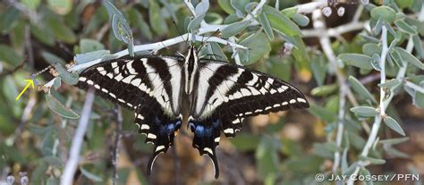 Pale Tiger Swallowtail Papilio Eurymedon R Santa Ann Flickr