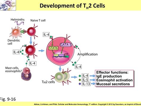 Immunology Chapter 9 Activation Of T Lymphocytes