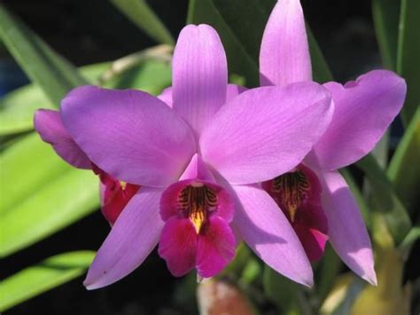 Purple Orchids Types Cattleya Orchid Purple Orchids Orchid Flower