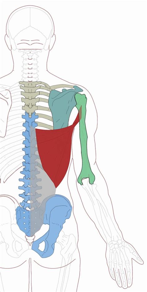 Latissimus Dorsi Functional Anatomy Integrative Works