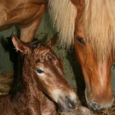 Newborn Foal Horses Animals