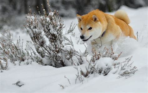 Cute Winter Animal Wallpaper (48+ images)