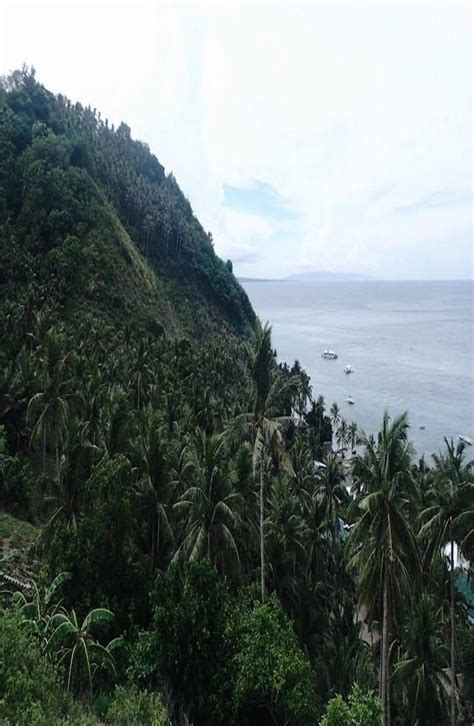 Apo chairman and president michael j. Apo Island, Philippines: Guide