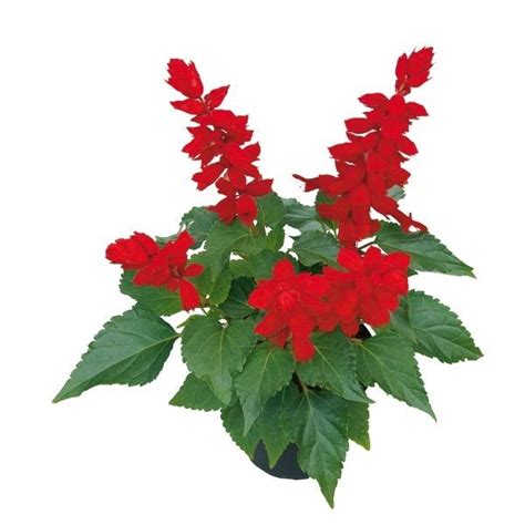 Saucy Red Salvia Plant For Sale At