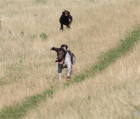 Run Mad Dog Chasing Me Bryan Johnstone Flickr