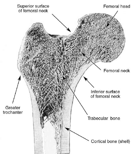Anatomy Of The Human Proximal Femur Upper Third Of The Human Femur