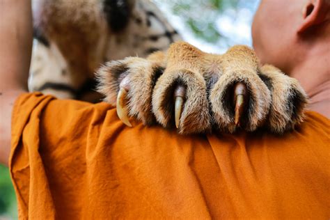 Not only do claw marks on a tree or sofa indicate the presence of another cat, they also actually, cats that live outdoors do shed just once, but indoor cats shed constantly because they are confined indoors. Do big cats have retractable claws? | Times Knowledge India