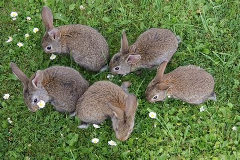 Where Do Rabbits Live Joy Of Animals