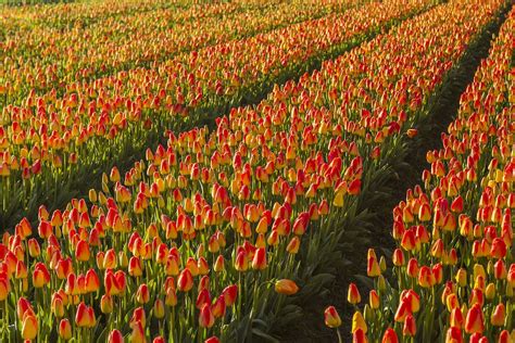 Red Tulips On Green Grass Field · Free Stock Photo