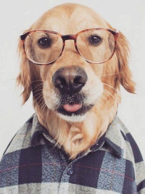 56 Best Dogs With Glasses Images In 2020 Dogs Dog With Glasses Cute
