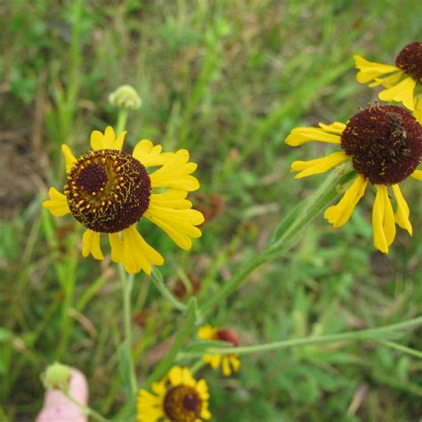 Maybe you would like to learn more about one of these? Yellow Flowers