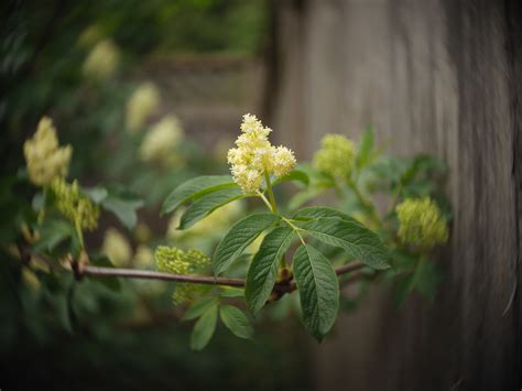 Free Images Tree Nature Branch Blossom Bokeh Sunlight Leaf