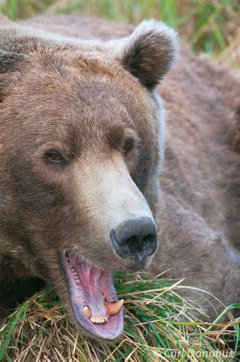 A Legend Otis The Grizzly Bear Yawning Alaska Carl Donohue