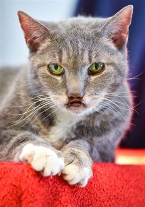 Cat With Cleft Palate Has Faith In Finding Forever Home