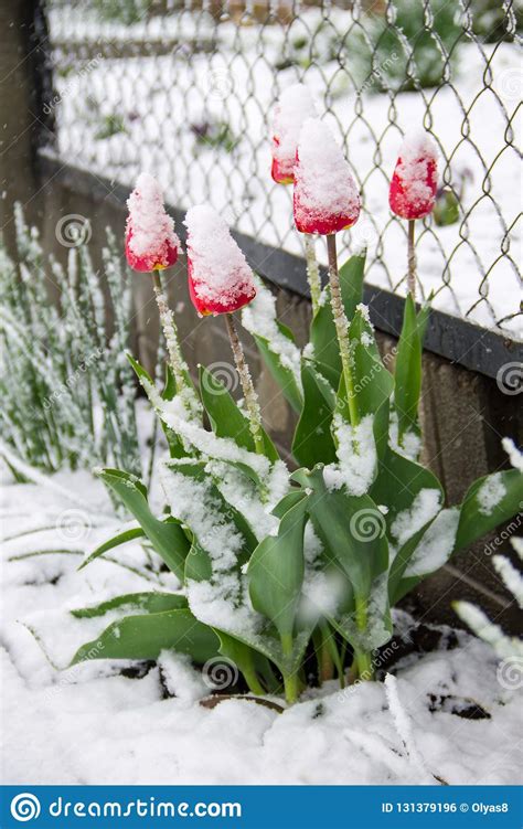 Tulips Covered With Snow Stock Photo Image Of Cyclone 131379196