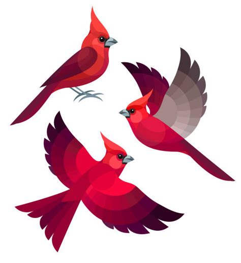 Cardinal Flying Illustrations Royalty Free Vector Graphics And Clip Art