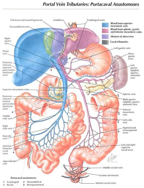 Human Body Anatomy Human Anatomy Systems Basic Anatomy And Physiology