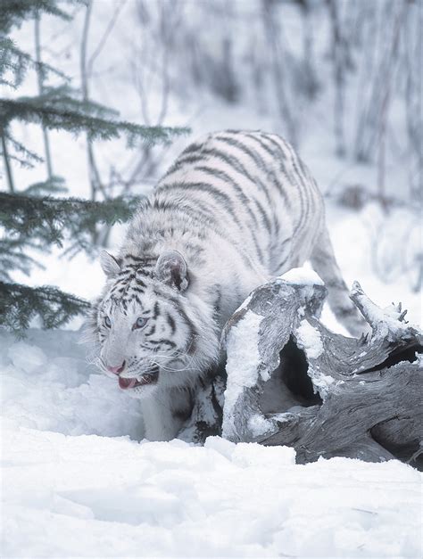White Bengal Tiger In Snow Jim Zuckerman Photography And Photo Tours