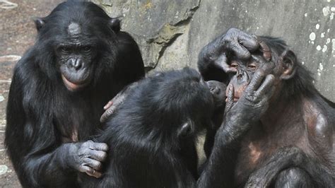 Study Shows Chimpanzees Bond Over Shared Meals