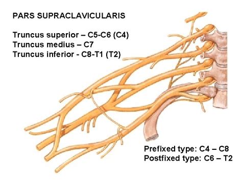Plexus Brachialis Pars Supraclavicularis Pars Infraclavicularis Pars
