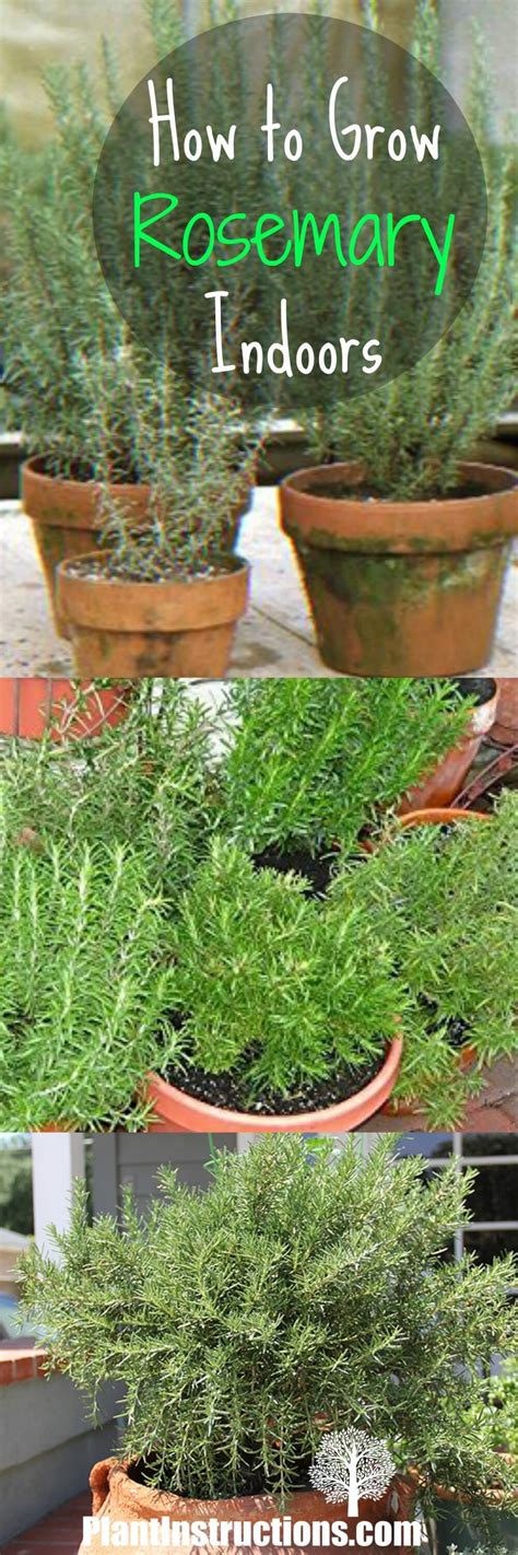 How To Grow Rosemary Indoors Growing Rosemary Indoors