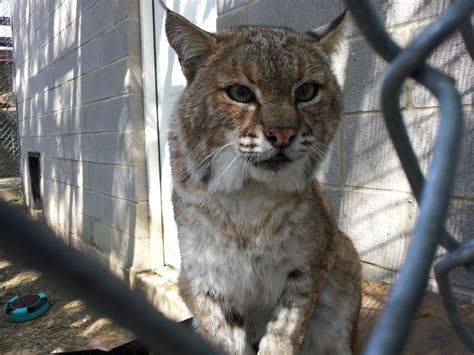 You should be wary if you have other small pets in your house such as rodents or reptiles since your bobcat will instinctively view them as potential food. In-Sync Exotics' Cat Tales: A Recap of This Week's Events!