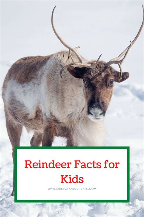 Reindeer Facts For Kids 2020 Kids Play And Create Reindeer Facts