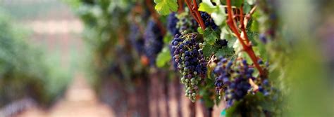 Estate In The Vines Sonoma Ca Vineyard Tour Wine Tour Winery