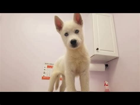 However, you still want to take your new puppy to your veterinarian for the first time within a few days after he comes home. Husky Puppy Pinot's first vet visit - YouTube