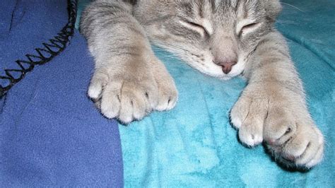 Polydactyl Cats The Charm Of Big Feet Mental Floss