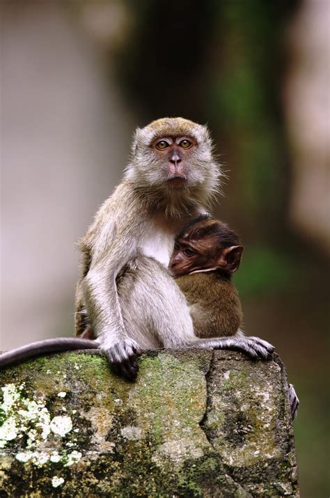 A Baby Monkey Clings Tight To Mom At Batu Caves On The Outskirts Of