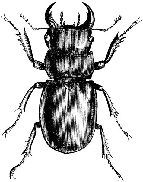 Beetle Drawing Beetle Art Beetle Drawing Insect Art