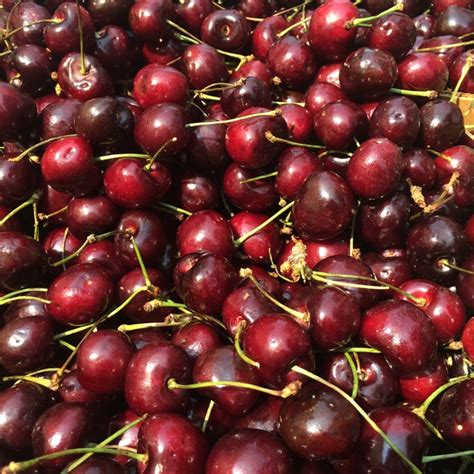 Bing Cherries Information Recipes And Facts
