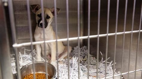 Montgomery Humane Society Pet Adoption