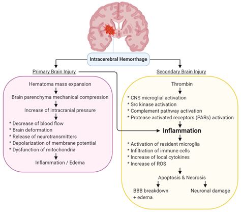 Biomolecules Free Full Text The Role Of Urocortins In Intracerebral
