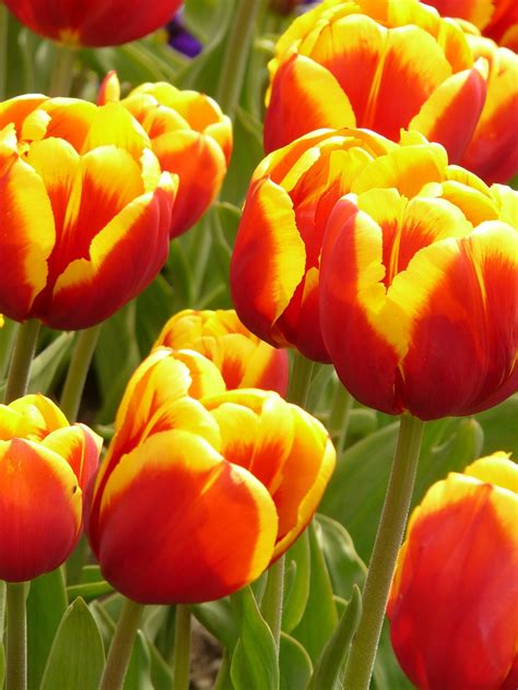 Flowers Tulips Colorful · Free Photo On Pixabay