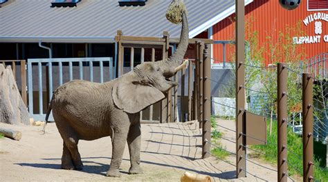 Visit Cheyenne Mountain Zoo In Colorado Springs Expedia