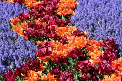 Multicolored Hyacinths Stock Photos Royalty Free Multicolored