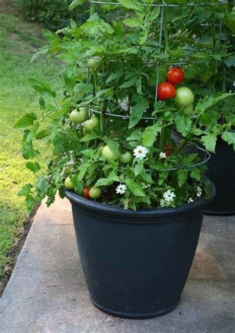 34 Best Tomato Support Ideas For Better Yield My Desired Home